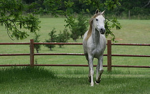 white horse inside fence HD wallpaper